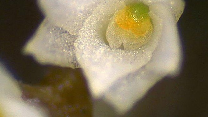 اكتشاف أصغر زهرة في العالم