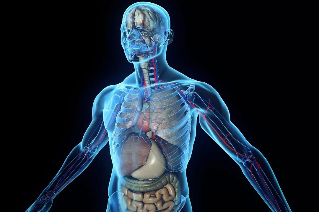 اكتشف أطباء عضوا جديدا في جسم الإنسان