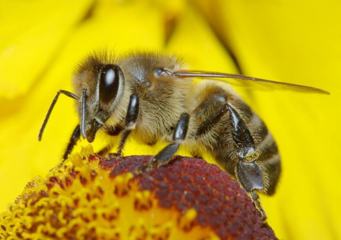 الاتحاد الأوروبي يحظر استخدام مبيدات تهدد النحل