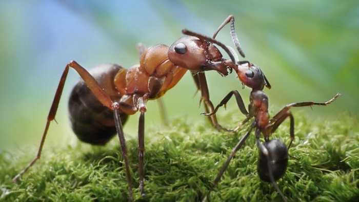 هل سمعت عن النمل الانتحاري؟