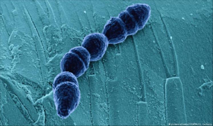 علماء روس يعتقدون أن هذه البكتيريا ستطيل حياتهم