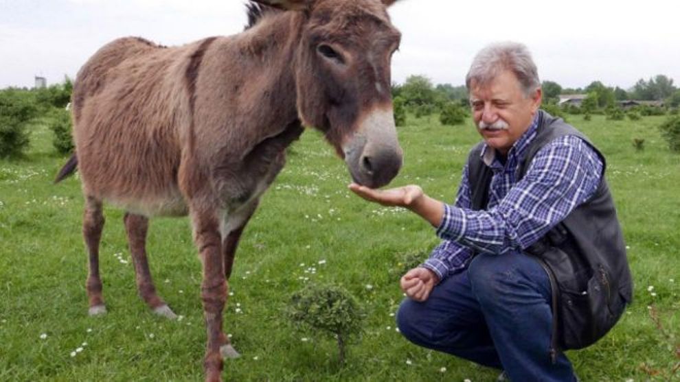 معلومات عن جبن الحمير أغلى الأجبان عالميا Cheese donkeys