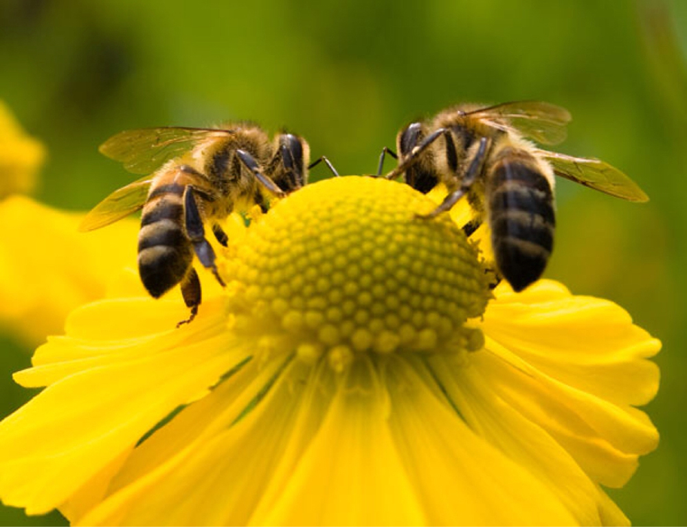 هذا مايحدث عند إدخال النحل في مناطق غريبة عنها!