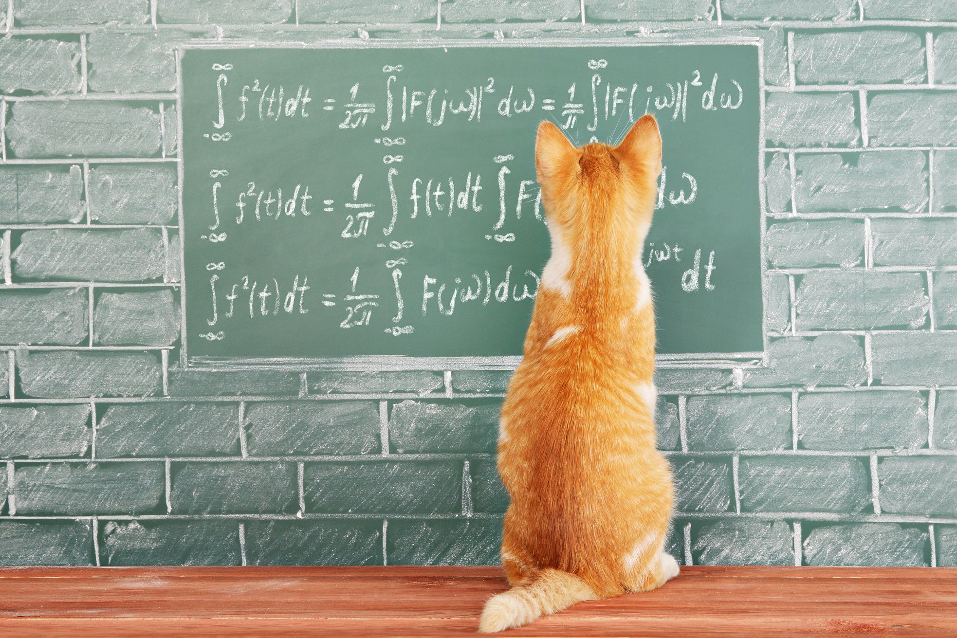 هل القطط تستطيع فهم القوانين الفيزيائية