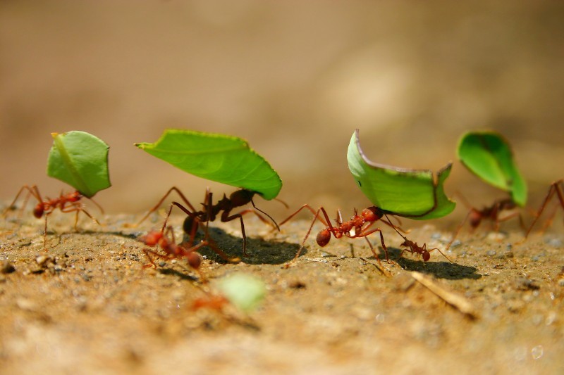 هل النمل سيكون مصدراً للأدوية في المستقبل؟